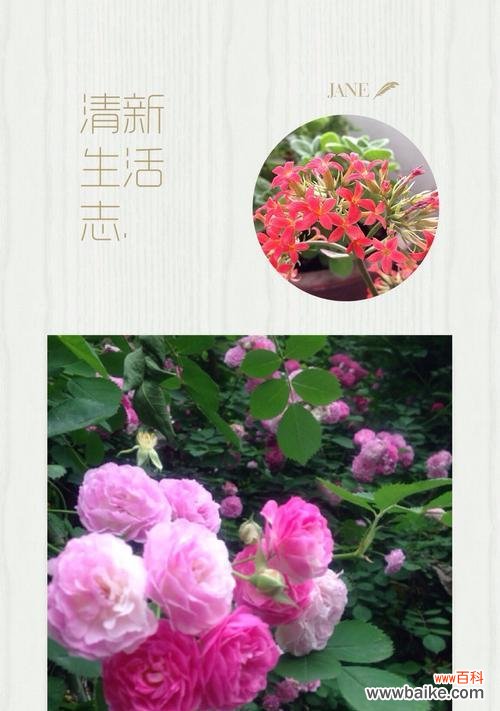 探寻荼蘼花的象征意义及其启示 以荼蘼的寓意是什么