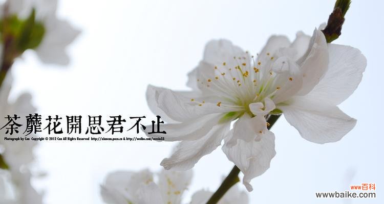 用荼蘼花传达真挚的爱意 荼蘼花的花语——爱的承诺