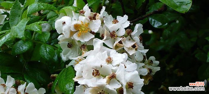 用荼蘼花传达真挚的爱意 荼蘼花的花语——爱的承诺