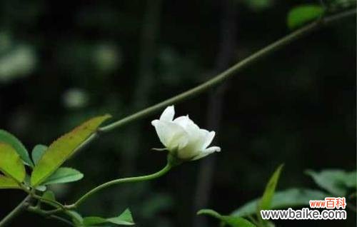 用荼蘼花传达真挚的爱意 荼蘼花的花语——爱的承诺