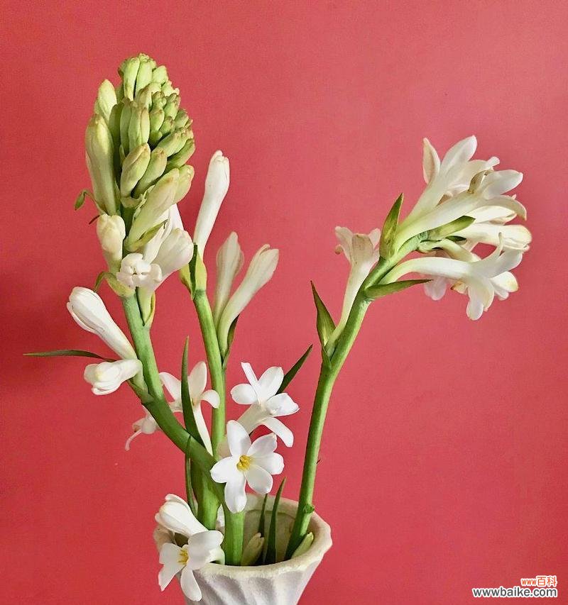 探索美丽花朵背后的含义,了解晚香玉的奇妙之处 晚香玉花的寓意与象征意义