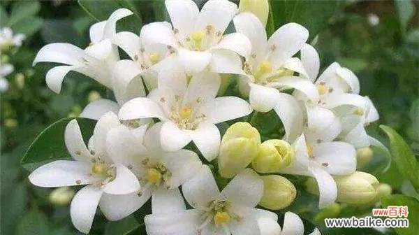 探索美丽花朵背后的含义,了解晚香玉的奇妙之处 晚香玉花的寓意与象征意义