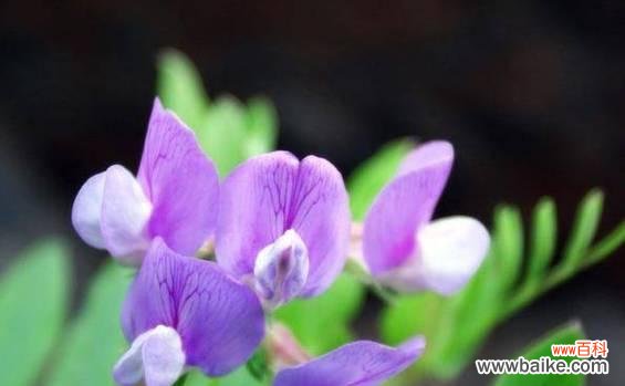 探秘豌豆花的花语，传递美丽的信息 豌豆花的花语与美丽之语