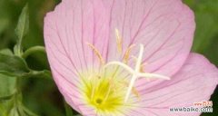 探秘豌豆花的花语，传递美丽的信息 豌豆花的花语与美丽之语