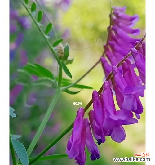 探秘豌豆花的花语，传递美丽的信息 豌豆花的花语与美丽之语