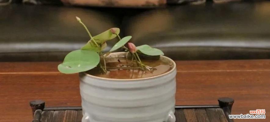 碗莲的花语介绍及其象征意义解读 碗莲