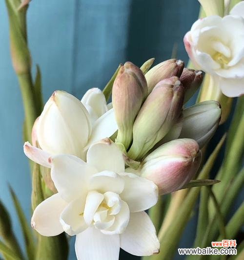 追寻芬芳、传递祝福的清香之花 晚香玉花语之美丽绽放