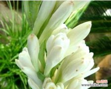 追寻芬芳、传递祝福的清香之花 晚香玉花语之美丽绽放