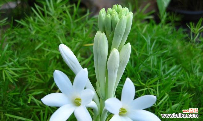 用晚香玉寻找幸福的秘密 晚香玉花语