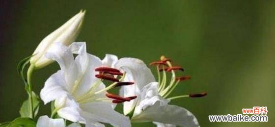 用晚香玉寻找幸福的秘密 晚香玉花语