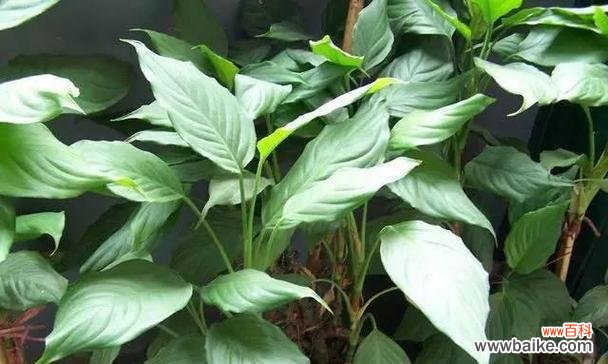 探究万年青开花后的种种美好与希望 万年青开花的象征意义与寓意