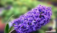 探寻武竹的美丽和寓意 武竹的花语与象征意义