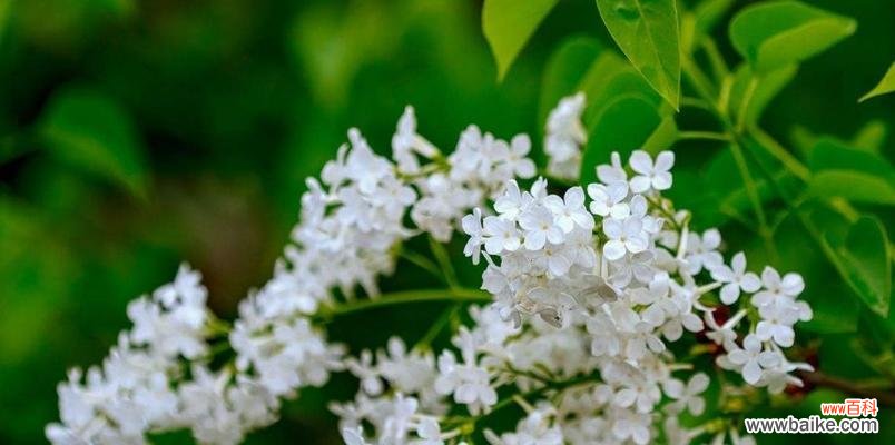 五瓣丁香 五瓣丁香的花语