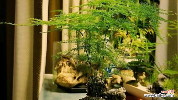 净化心灵 文竹之意境与象征