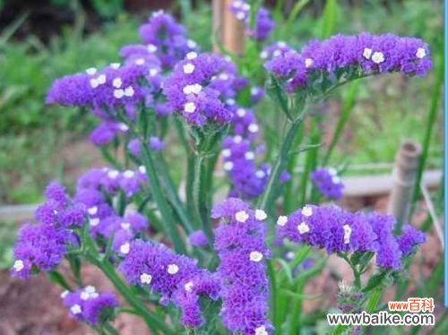 美丽的勿忘我花和它们的寓意 勿忘我花语及其代表意义