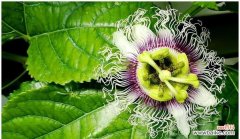 花开的秘密与美丽 以西番莲——花开传说