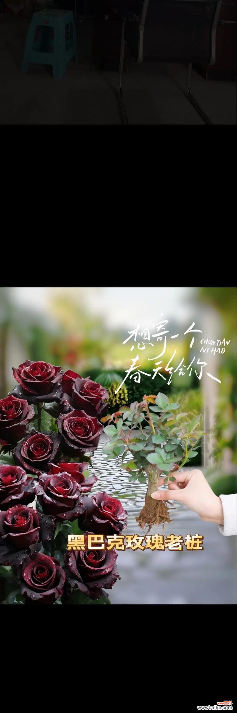 玫瑰花的花语有哪些？