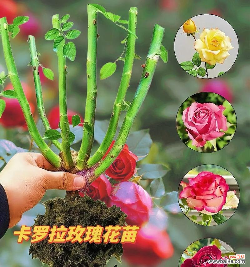 红玫瑰传递了哪些情感?