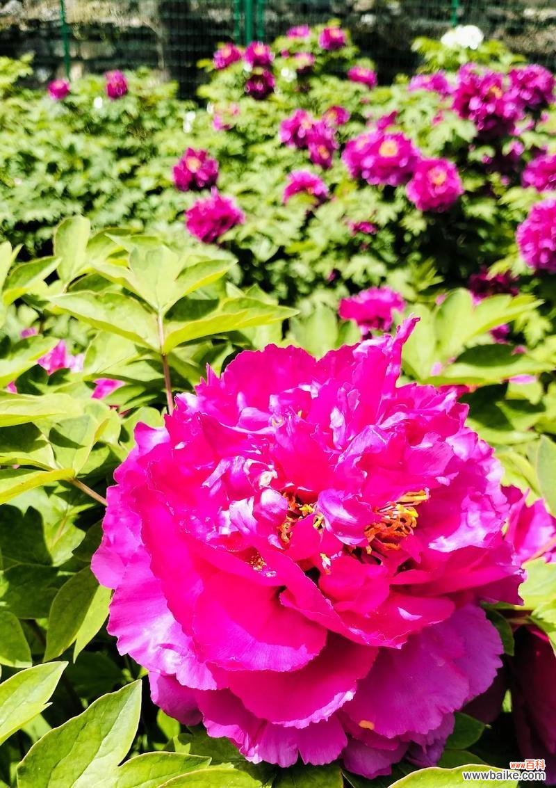 牡丹花的象征意义是什么？