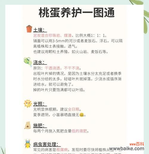 多肉植物的花语是什么?