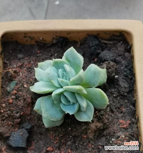 多肉植物的花语是什么?