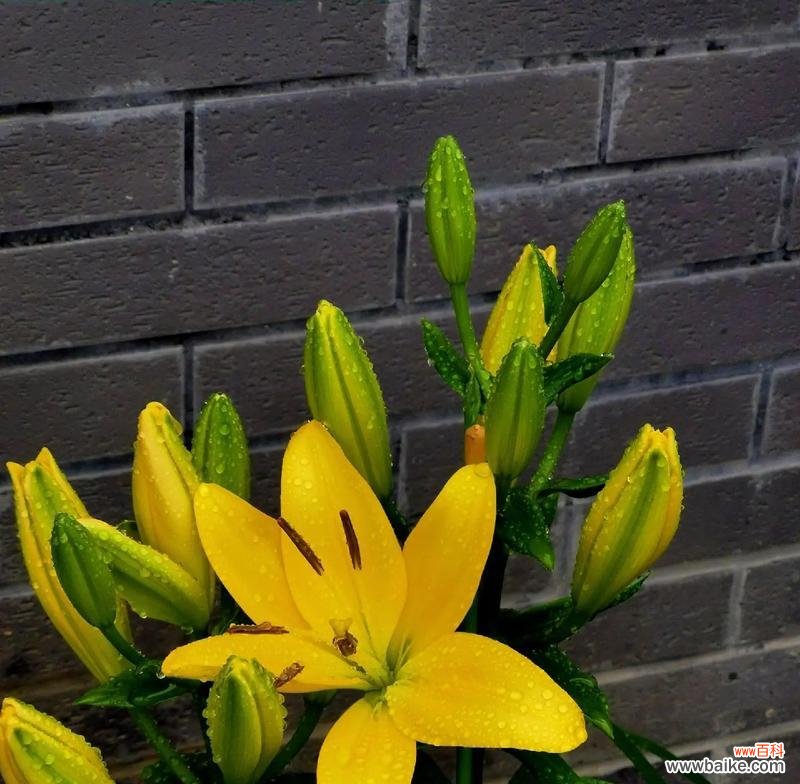 欣喜见面的花语是什么？哪种花代表了这种情感？