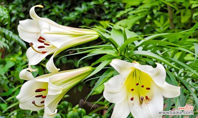 欣喜见面的花语是什么？哪种花代表了这种情感？