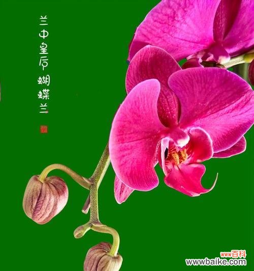 欣喜见面的花语是什么？哪种花代表了这种情感？