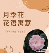 爱情重圆的花语是什么？它象征着什么？