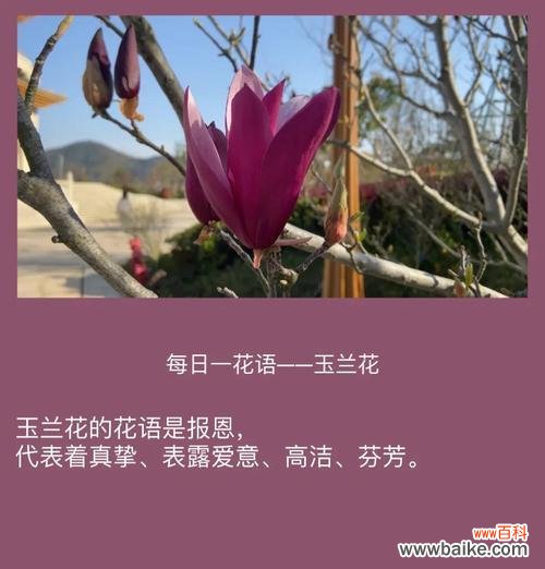 花语是谁赋予的意义是什么？花语背后的文化与历史起源是什么？