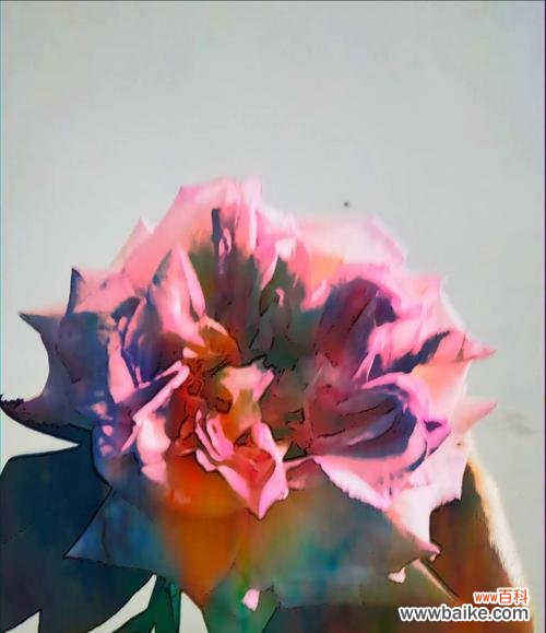 内敛自信的花语是什么意思？它代表了哪种品质？