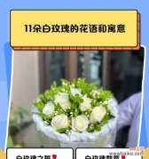 99白玫瑰的花语寓意有何深意？