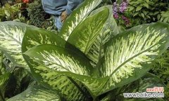 探寻万年青在人们心中的象征地位与价值观念 万年青的象征意义及其美丽与坚韧