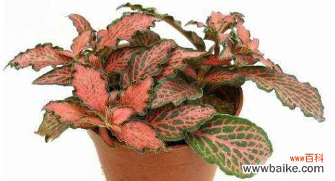 揭示网纹草背后的美丽寓意 网纹草的花语