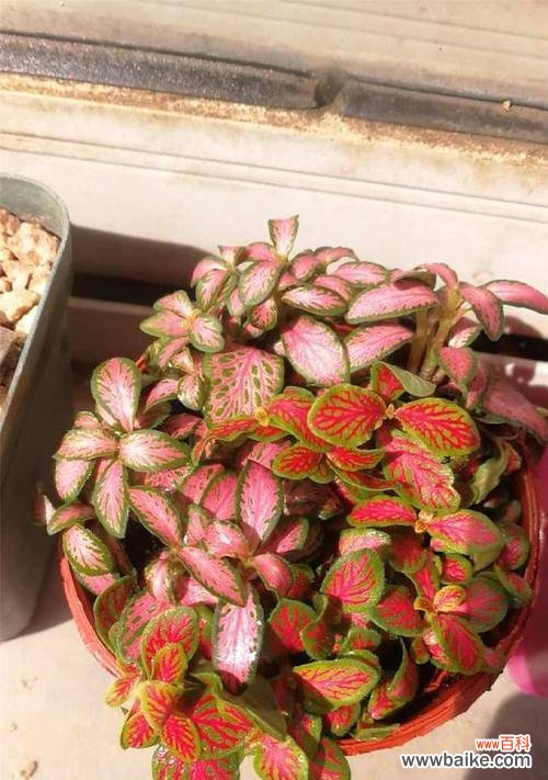 揭示网纹草背后的美丽寓意 网纹草的花语