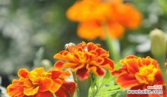 揭示万寿菊的花语与情感传达 万寿菊花语的深刻内涵及寓意