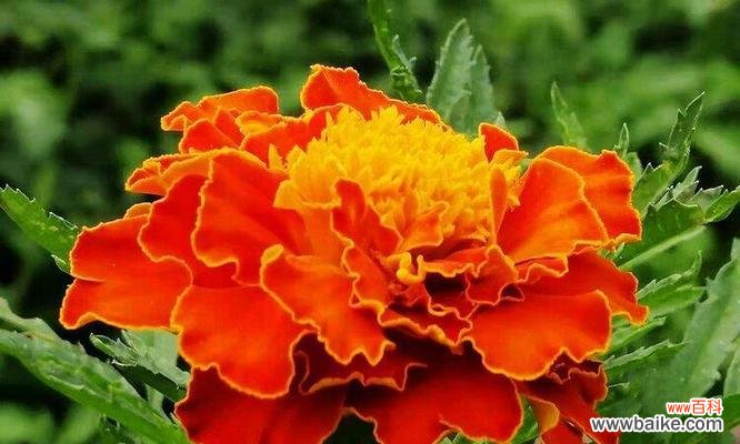 万寿菊花语解读及其象征的美好寓意 万寿菊的花语与含义