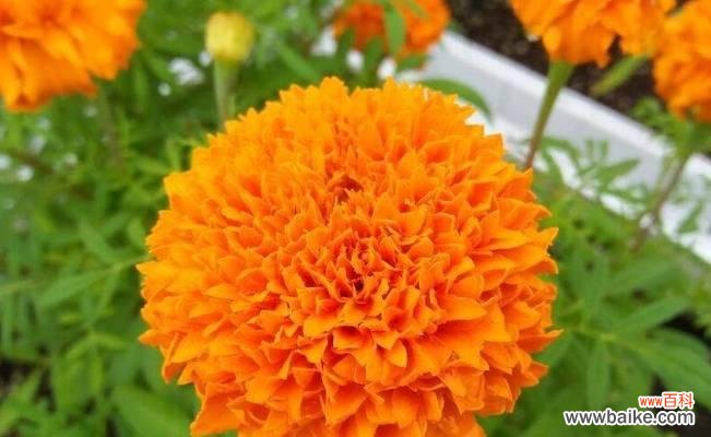 万寿菊花语解读及其象征的美好寓意 万寿菊的花语与含义