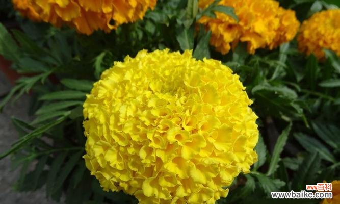 万寿菊花语解读及其象征的美好寓意 万寿菊的花语与含义