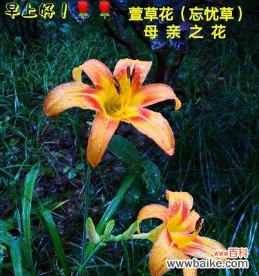 一草之力,舒缓心灵 忘忧草的意义及功效剖析