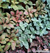 揭秘网纹草神秘的象征意义与传说 探寻网纹草的寓意与象征