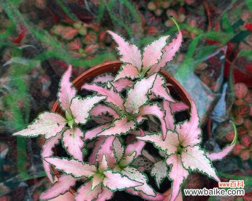 探寻网纹草的丰富寓意与生命力 网纹草——生命的希望