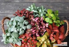 探寻网纹草的丰富寓意与生命力 网纹草——生命的希望