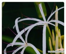 探寻文殊兰花语的深刻内涵与启示 文殊兰的花语——智慧与灵性的象征