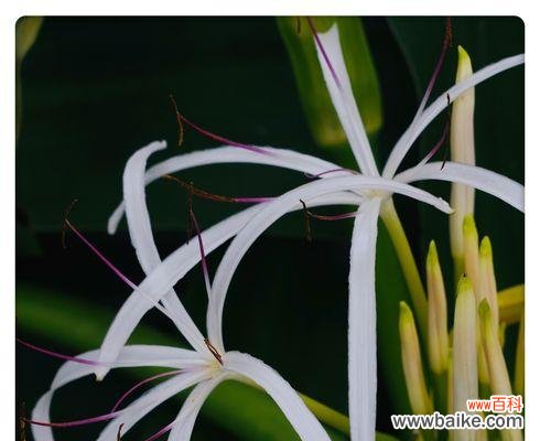 探寻文殊兰花语的深刻内涵与启示 文殊兰的花语——智慧与灵性的象征