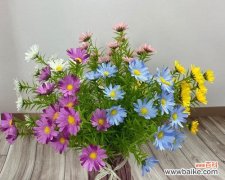 解开小雏菊背后的意义与迷信 小雏菊的不吉利之谜