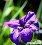 解读尾花鸢尾花语，品味深远的含义 尾花鸢尾花的花语与寓意