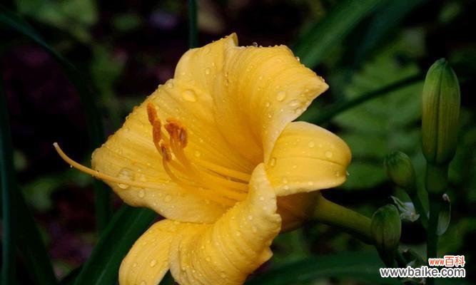 探索忘忧草的草药疗效和应用价值 忘忧草