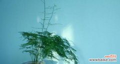 揭示永恒之美，品味文竹的花语 文竹花语