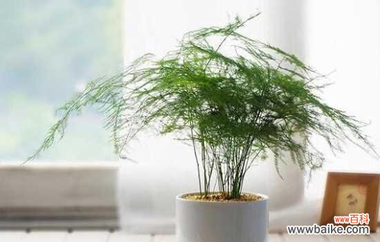 揭示永恒之美，品味文竹的花语 文竹花语